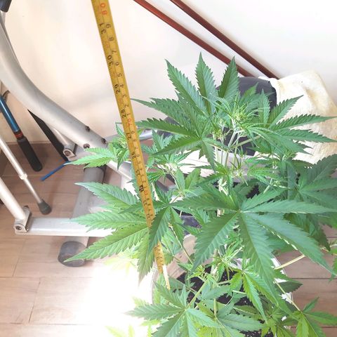 Assorted auto buddha seed  growlog timeline photo