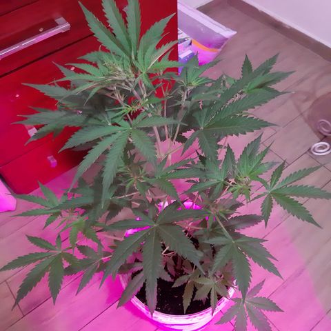Assorted auto buddha seed  growlog timeline photo