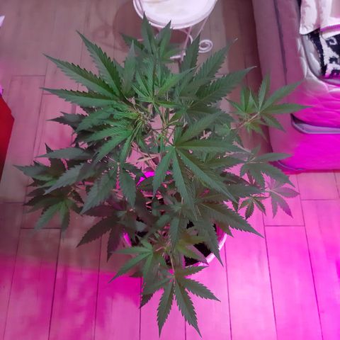 Assorted auto buddha seed  growlog timeline photo