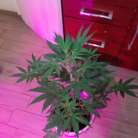 Assorted auto buddha seed  growlog timeline photo