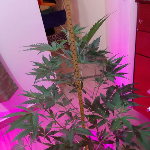 Assorted auto buddha seed  growlog timeline photo