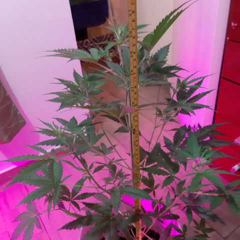 Assorted auto buddha seed  growlog timeline photo
