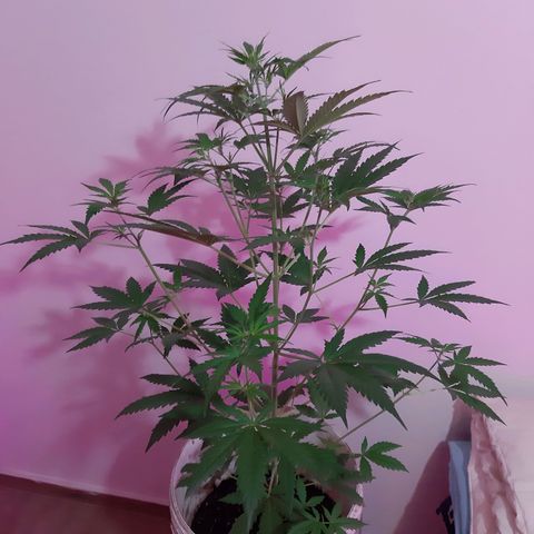 Assorted auto buddha seed  growlog timeline photo