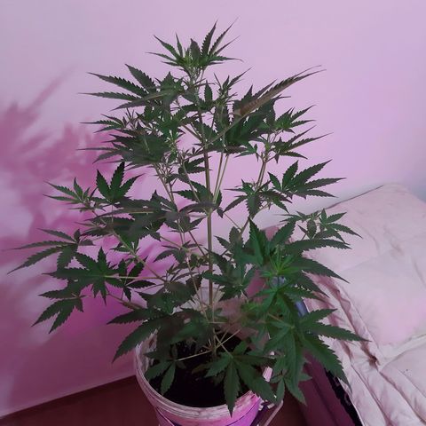 Assorted auto buddha seed  growlog timeline photo
