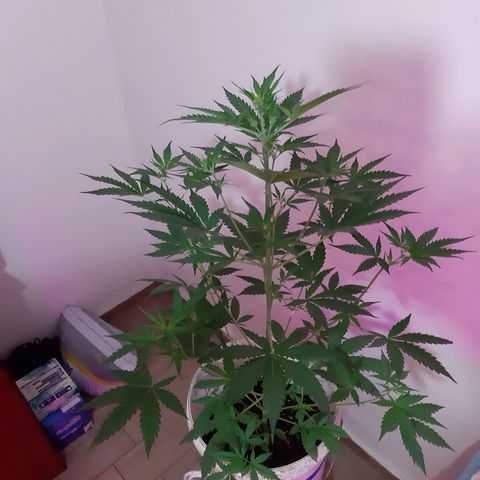 Assorted auto buddha seed  growlog timeline photo