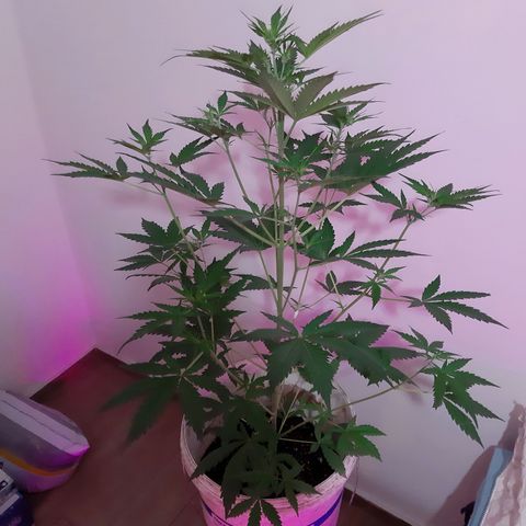 Assorted auto buddha seed  growlog timeline photo