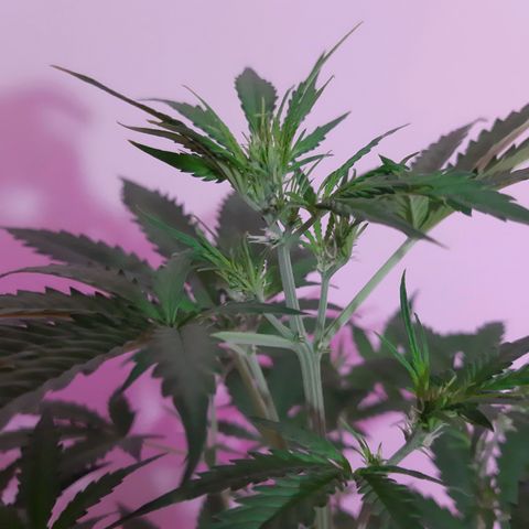 Assorted auto buddha seed  growlog timeline photo