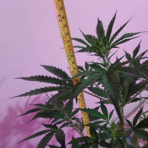 Assorted auto buddha seed  growlog timeline photo