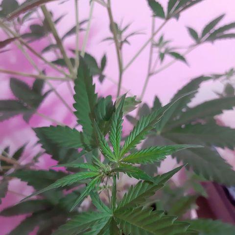 Assorted auto buddha seed  growlog timeline photo