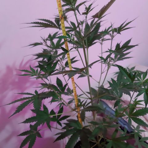 Assorted auto buddha seed  growlog timeline photo