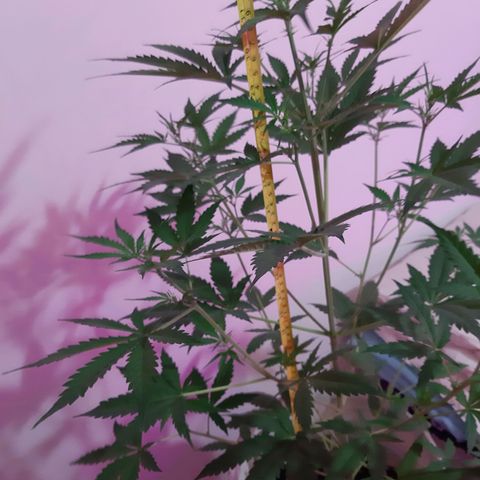 Assorted auto buddha seed  growlog timeline photo
