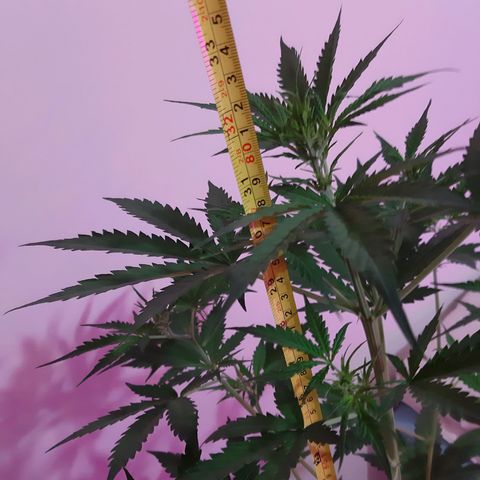 Assorted auto buddha seed  growlog timeline photo