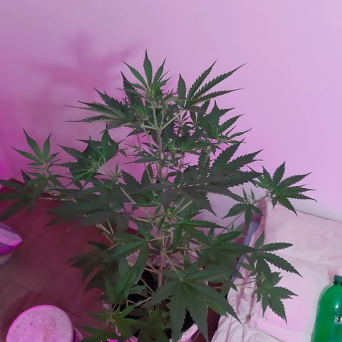 Assorted auto buddha seed  growlog timeline photo