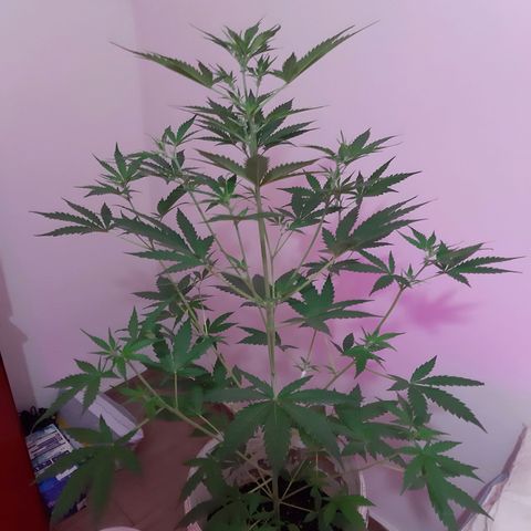 Assorted auto buddha seed  growlog timeline photo