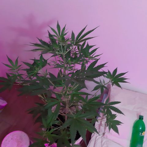 Assorted auto buddha seed  growlog timeline photo