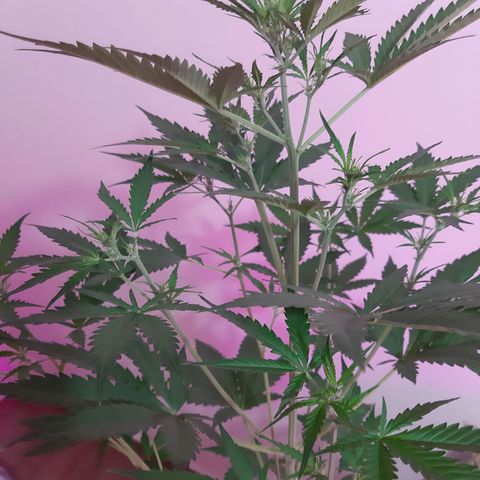 Assorted auto buddha seed  growlog timeline photo