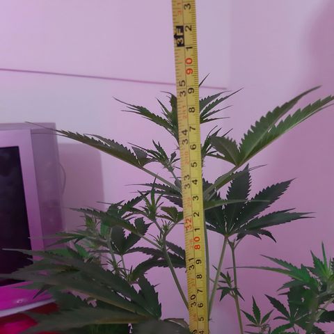 Assorted auto buddha seed  growlog timeline photo