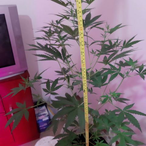 Assorted auto buddha seed  growlog timeline photo