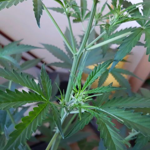 Assorted auto buddha seed  growlog timeline photo