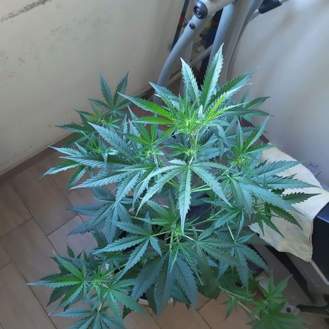 Assorted auto buddha seed  growlog timeline photo