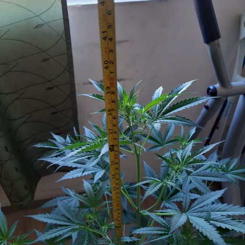 Assorted auto buddha seed  growlog timeline photo