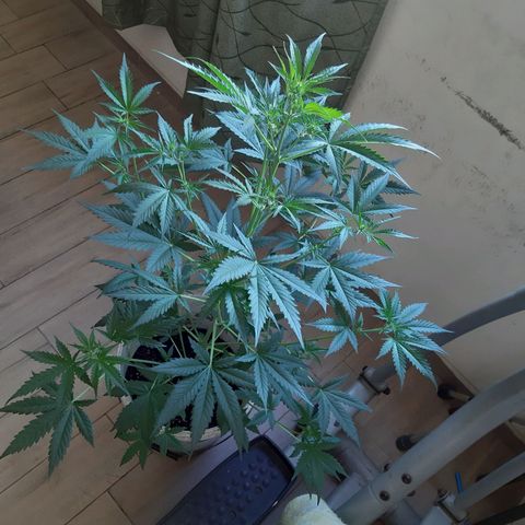 Assorted auto buddha seed  growlog timeline photo