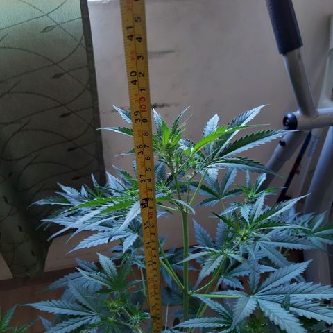 Assorted auto buddha seed  growlog timeline photo