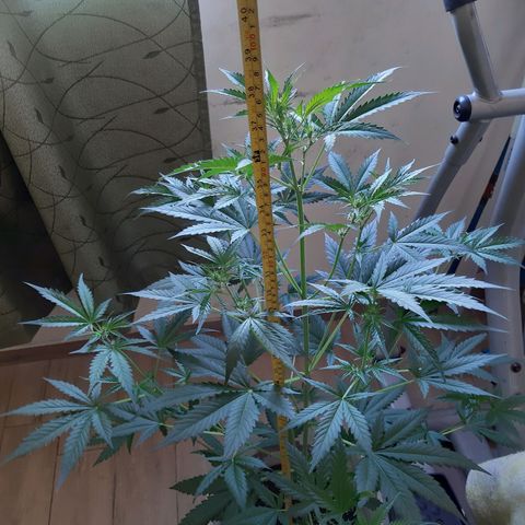 Assorted auto buddha seed  growlog timeline photo