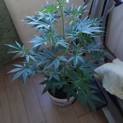 Assorted auto buddha seed  growlog timeline photo