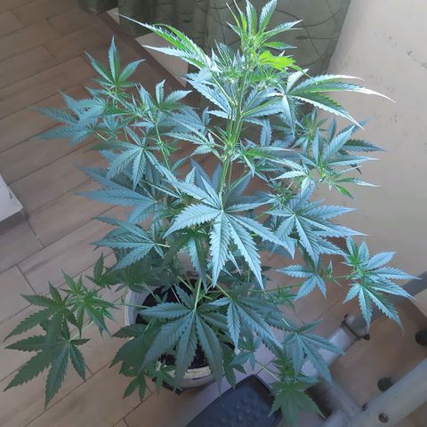 Assorted auto buddha seed  growlog timeline photo