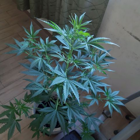Assorted auto buddha seed  growlog timeline photo