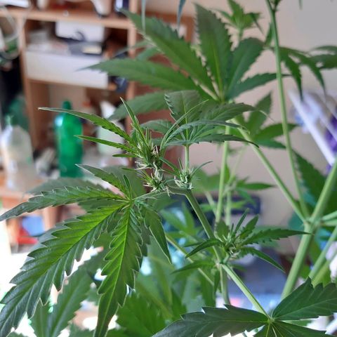 Assorted auto buddha seed  growlog timeline photo