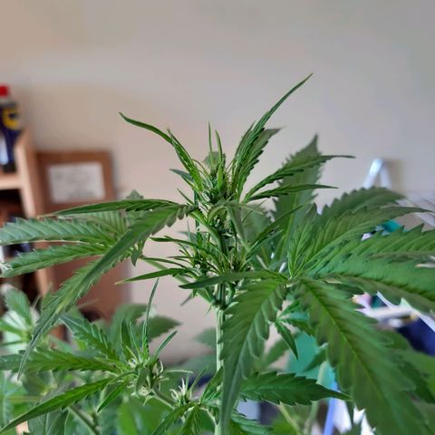 Assorted auto buddha seed  growlog timeline photo