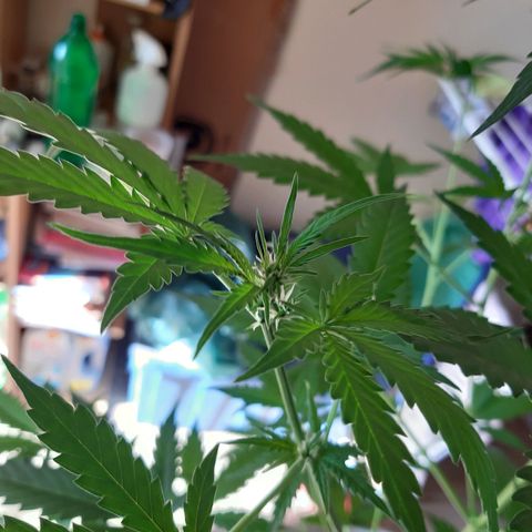 Assorted auto buddha seed  growlog timeline photo