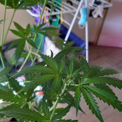 Assorted auto buddha seed  growlog timeline photo