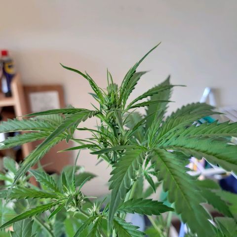 Assorted auto buddha seed  growlog timeline photo