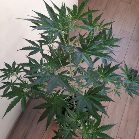 Assorted auto buddha seed  growlog timeline photo