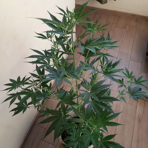Assorted auto buddha seed  growlog timeline photo