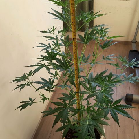 Assorted auto buddha seed  growlog timeline photo