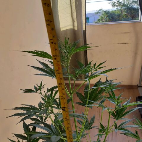 Assorted auto buddha seed  growlog timeline photo