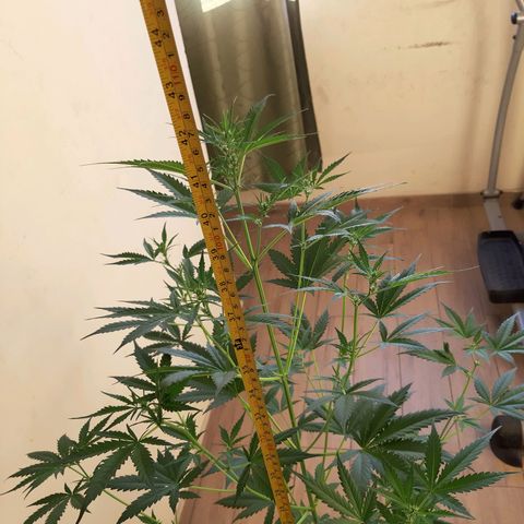 Assorted auto buddha seed  growlog timeline photo