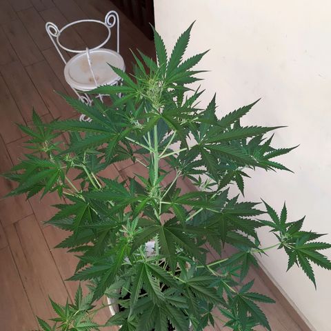 Assorted auto buddha seed  growlog timeline photo