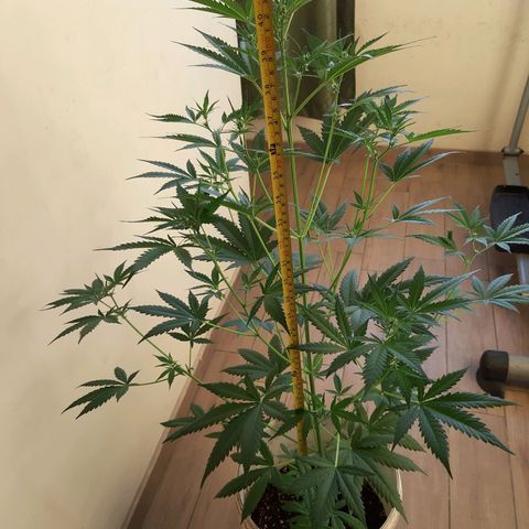 Assorted auto buddha seed  growlog timeline photo
