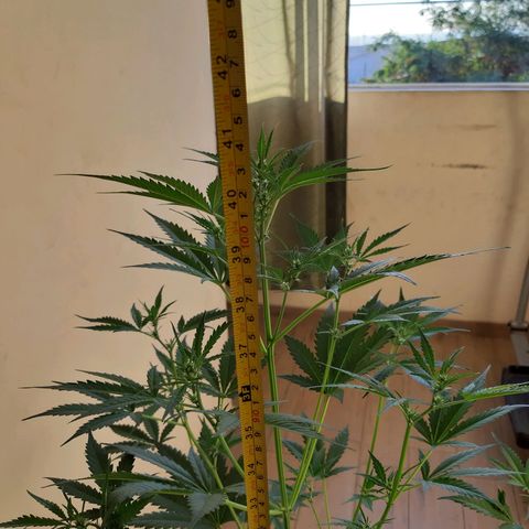 Assorted auto buddha seed  growlog timeline photo