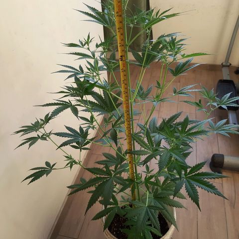 Assorted auto buddha seed  growlog timeline photo