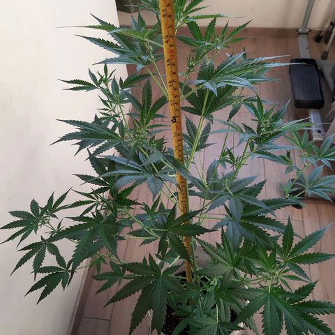 Assorted auto buddha seed  growlog timeline photo