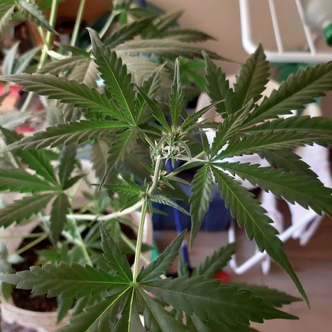 Assorted auto buddha seed  growlog timeline photo