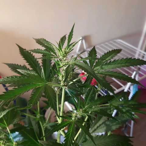 Assorted auto buddha seed  growlog timeline photo