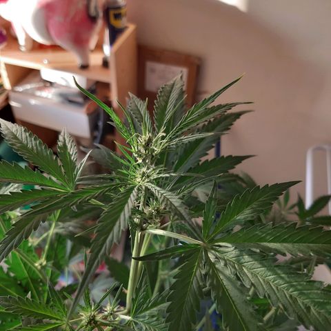 Assorted auto buddha seed  growlog timeline photo