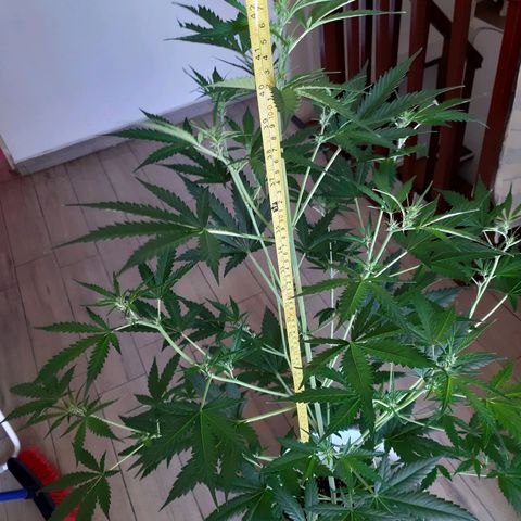 Assorted auto buddha seed  growlog timeline photo